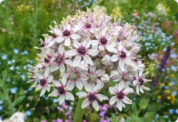 Allium basalticum 'Silver Spring'