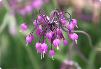 Allium cernuum