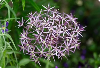 allium christophii