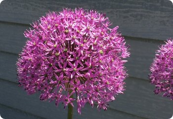 Allium giganteum