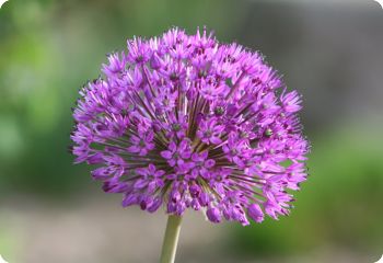 Allium 'Purple Sensation'