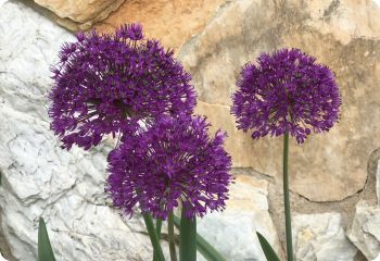 Allium 'Purple Sensation'