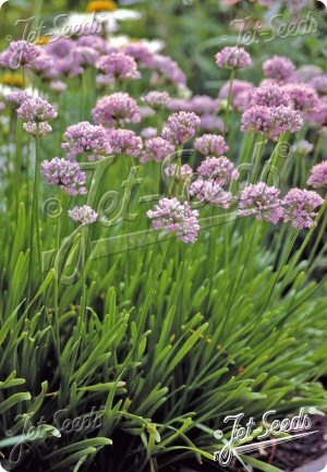 Allium senescens ssp. montanum