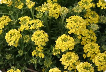 alyssum montanum mountain gold