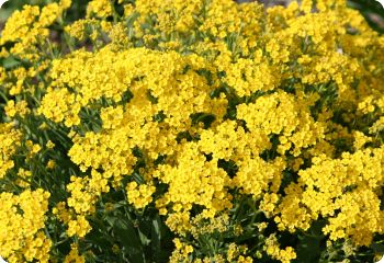 Alyssum saxatile 'Basket of Gold'