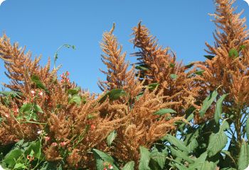 Amaranth 'Golden Giant'