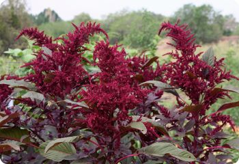 Amaranth' Hopi Red Dye'