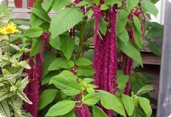 Amaranth 'Love Lies Bleeding'