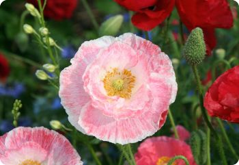 annual flower seeds