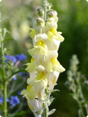 Antirrhinum braun-blanquetii