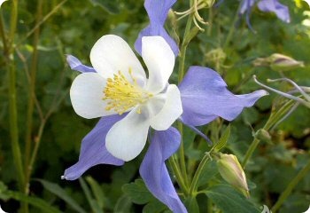 Aquilegia caerulea