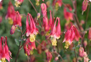 Aquilegia canadensis 'Little Lanterns'