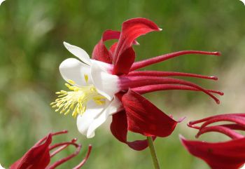 aquilegia crimson star