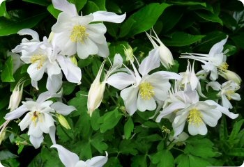 Aquilegia caerulea 'Crystal Star'