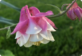 Aquilegia 'Dorothy Rose'