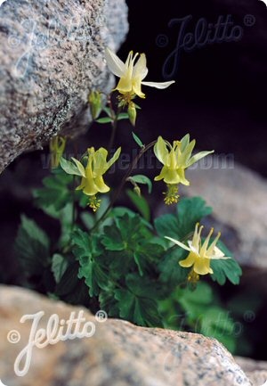 Aquilegia flavescens