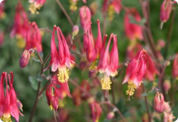 aquilegia canadensis little lanterns