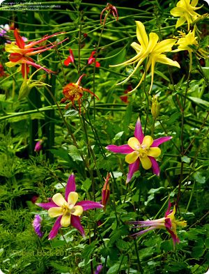 Aquilegia 'McKana Giants'