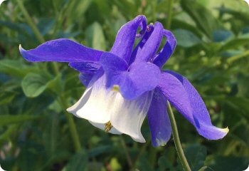 Aquilegia olympica