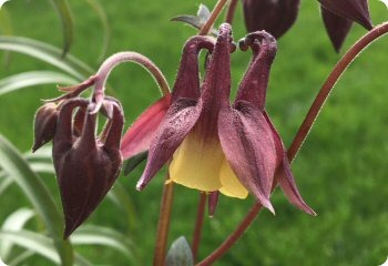 aquilegia oxysepala