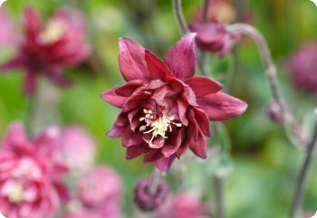 aquilegia ruby port