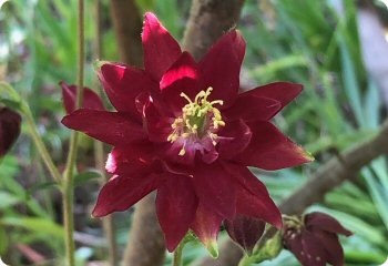Aquilegia Ruby Port