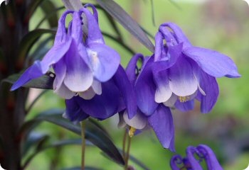 Aquilegia sibirica