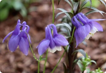 Aquilegia sibirica