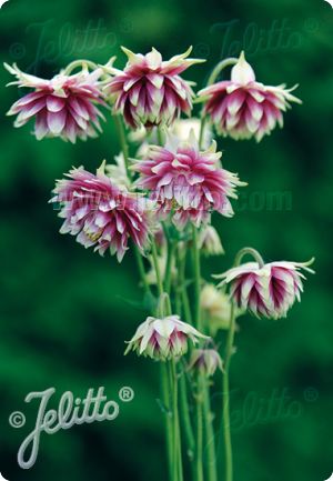 Aquilegia vulgaris 'Nora Barlow'