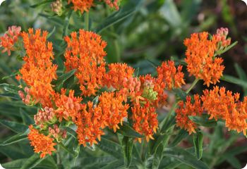 asclepias tuberosa