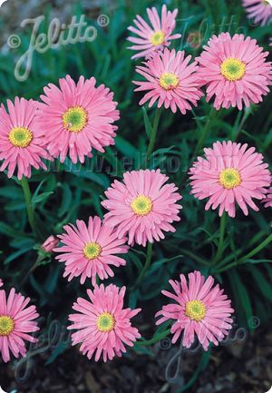 Aster alpinus 'Pinkie'