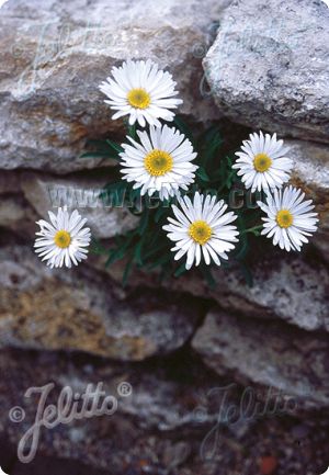 Aster alpinus 'White Beauty'