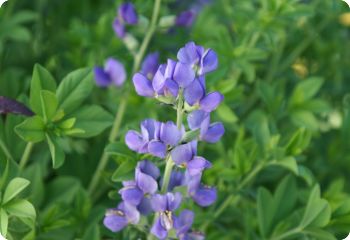 baptisia australis