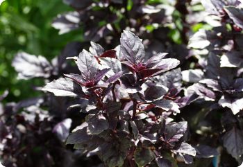 Basil Dark Opal