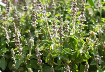 Holy Basil