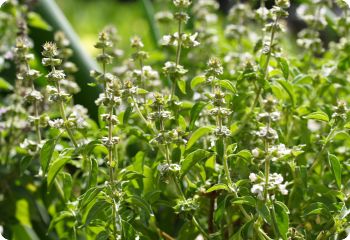 Basil 'Lime'