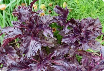 Basil 'Purple Ruffles'