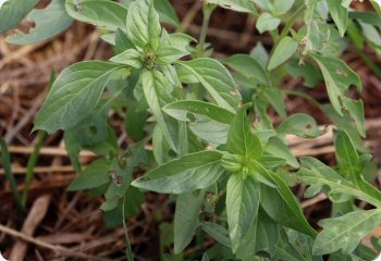 Basil 'Sasklavi'