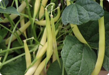 Bean 'Buerre de Rocquencourt'