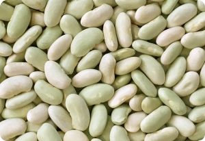 Bean 'Flageolet'