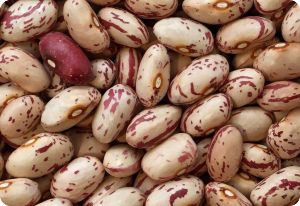 Bean 'Italian Cranberry'