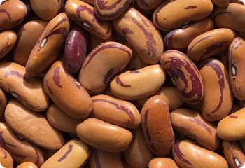 Bean Tiger's Eye