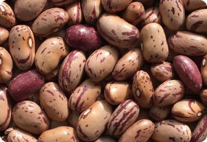 Bean 'Vermont Cranberry'