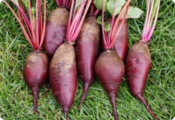 Beet 'Cylindra'