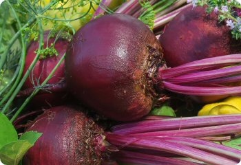 Beet 'Detroit Dark Red'