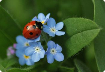 beneficial insects flowers