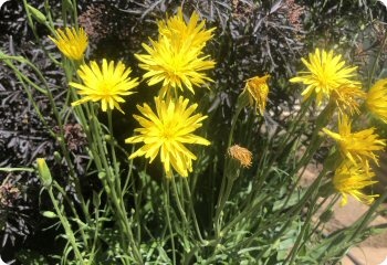 Black Salsify