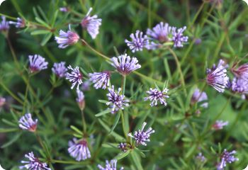 blue woodruff