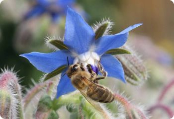 Borage