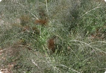 bronze fennel smokey